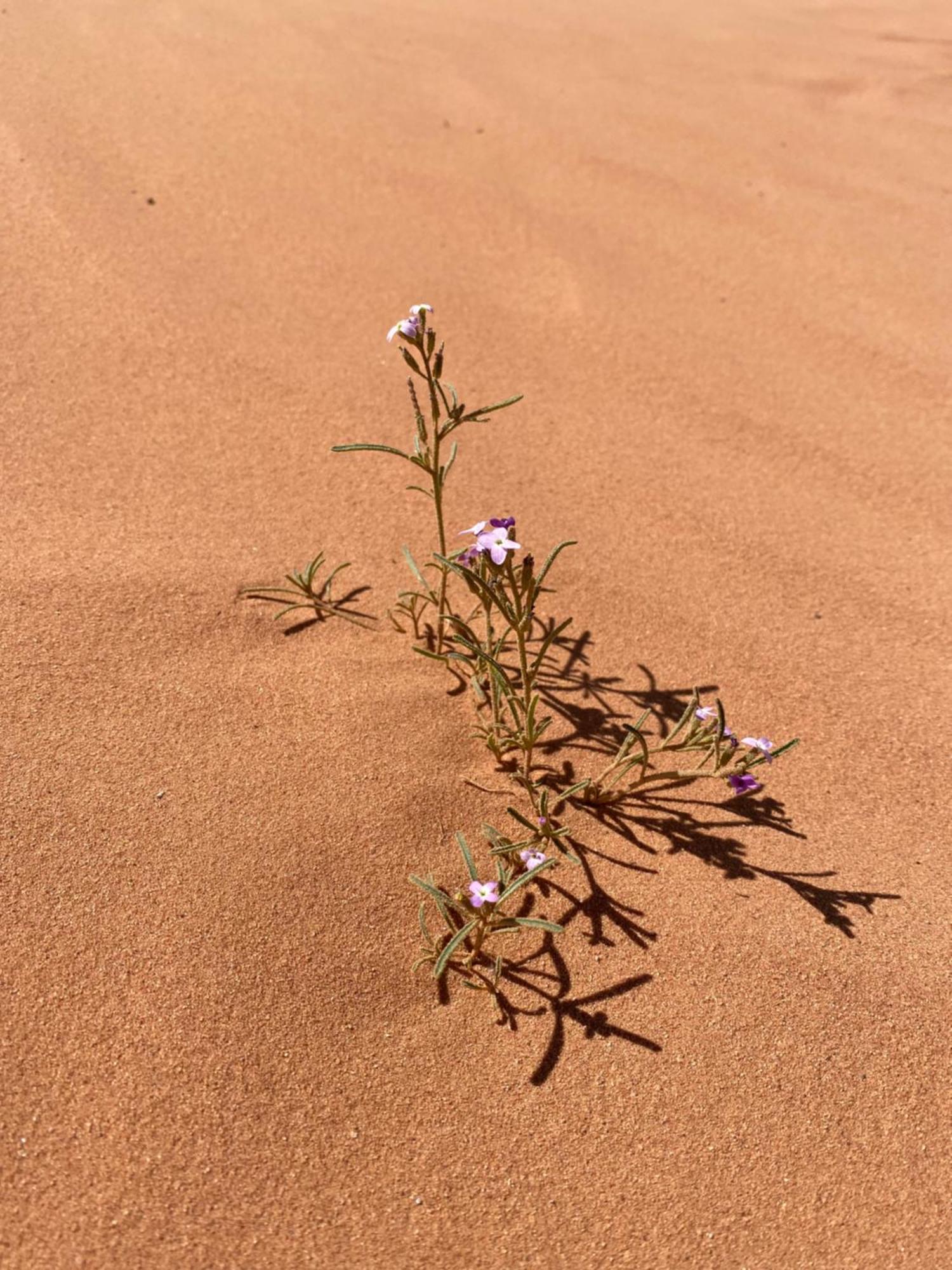 Desert'S Soul Wadi Rum Ad Disah Luaran gambar