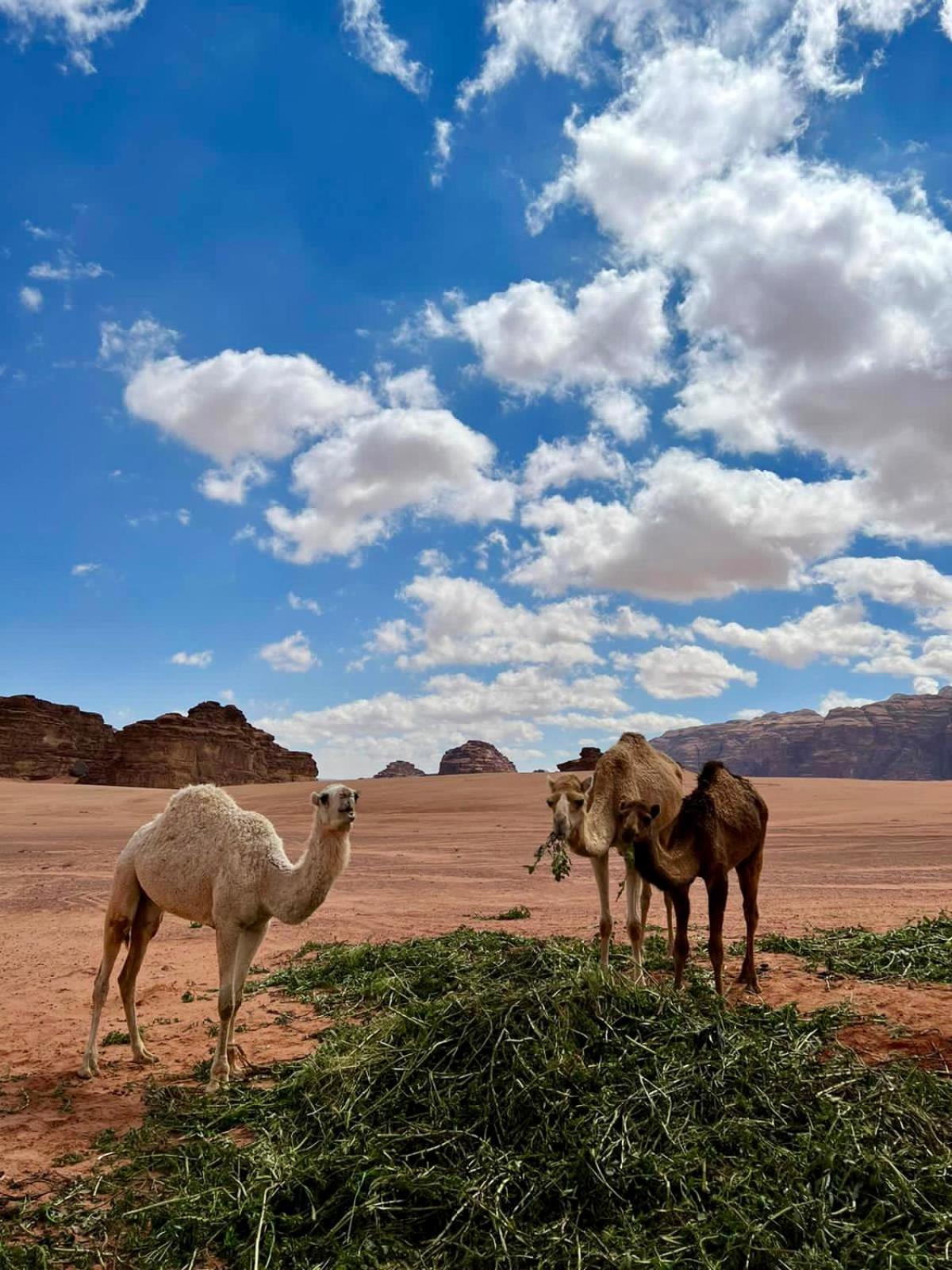 Desert'S Soul Wadi Rum Ad Disah Luaran gambar
