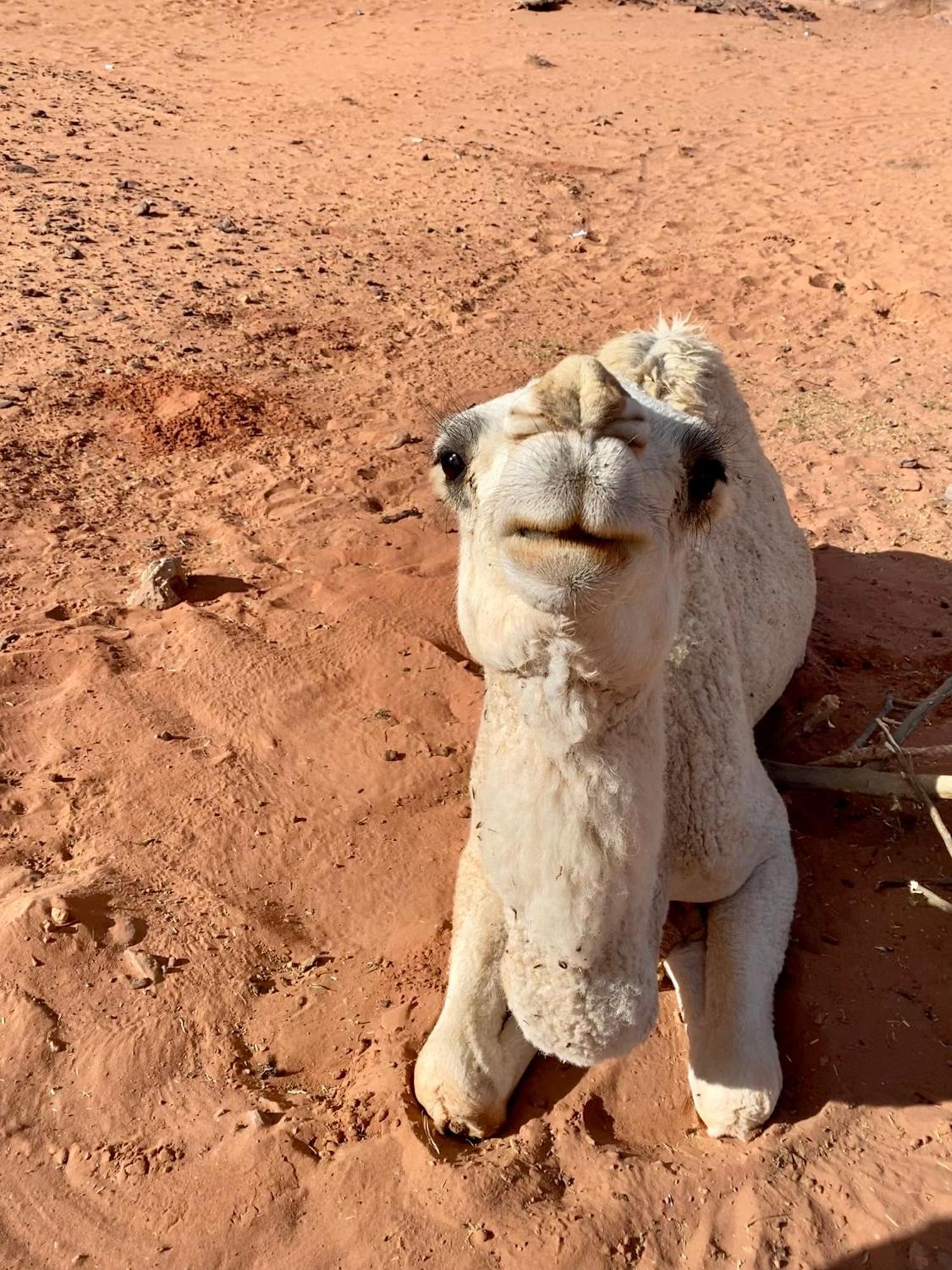 Desert'S Soul Wadi Rum Ad Disah Luaran gambar